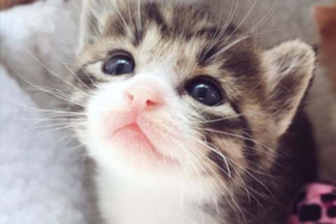 http://xiamen.vdtfzz.com/post/208.html|厦门人工试管
